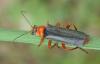 Cantharis pellucida